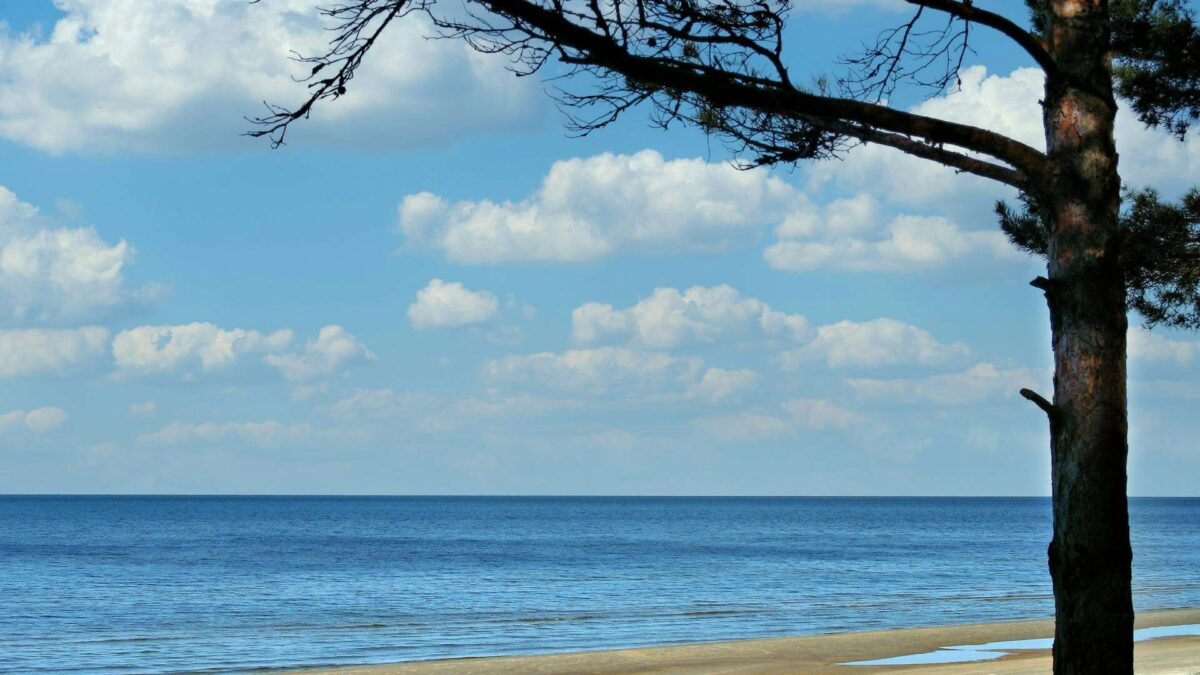 Tree on a Beach