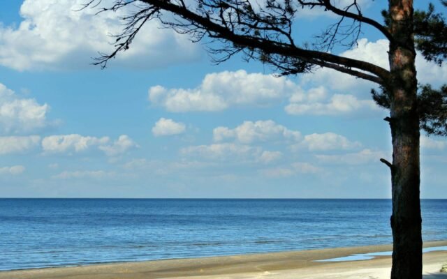 Tree on a Beach